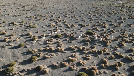 Alpakas-Wandern-Auf-Dem-Altiplano-plateau,-Wilde-Tiere,-Lamas,-Luftaufnahme-über-Der-Hochebene,-Gras-Und-Sträucher,-Laguna-Colorada,-Bolivien