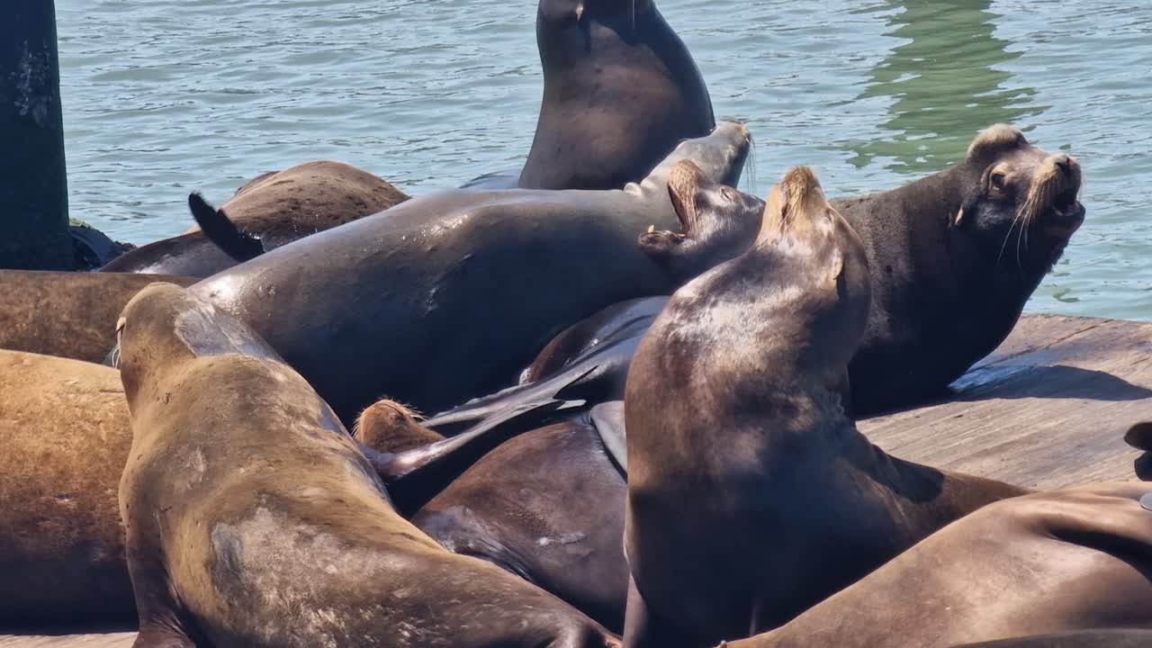 Sea Lions Sunbathing on Pier 39 Platform, San Francisco California USA, Close Up