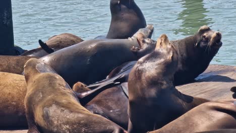 sea lions sunbathing on pier 39 platform, san francisco california usa, close up