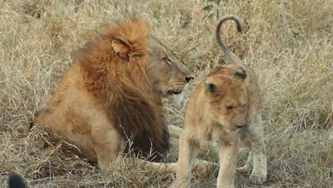 A-full-body-shot-of-a-male-lion-discipline-a-young-cub,-Greater-Kruger