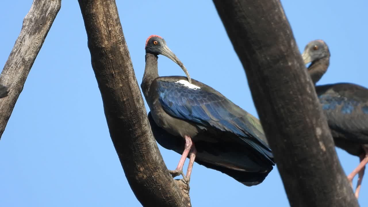 ibis de nuca roja en el árbol.