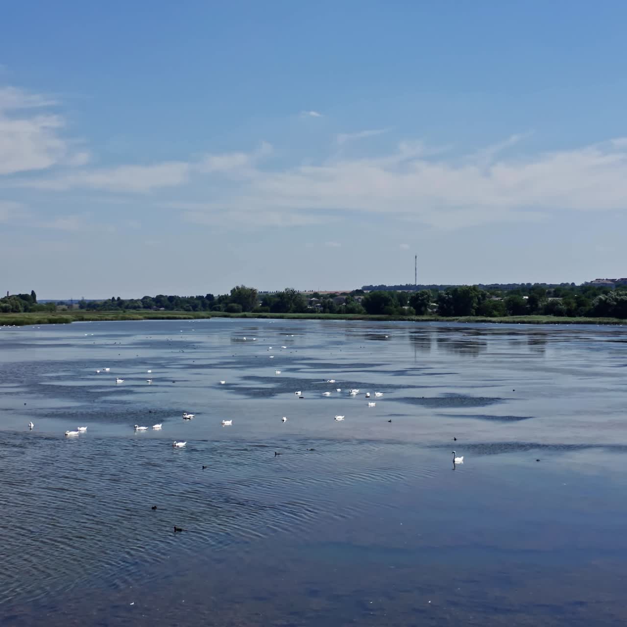 River with birds. Many wild swans floating on the water in bright day. Flight over the lake with many groups of birds. Aerial view.