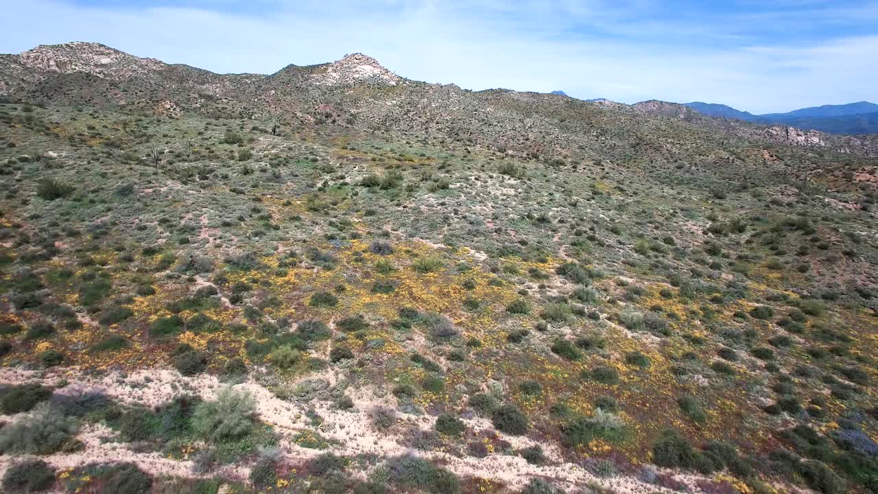 retroceso aéreo para revelar el suelo del desierto cubierto de flores silvestres, lago bartlett, bosque nacional tonto, scottsdale, arizona