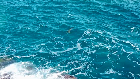 hd hawaii kauai cámara lenta estática amplia toma de olas oceánicas arremolinándose a lo largo de una costa rocosa con una tortuga marina apenas visible