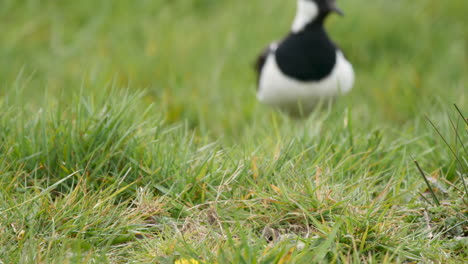 lapwing bird in a grassy field approaches it's nest and settles down to incubate a newly laid clutch of eggs