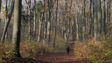 Gente-En-El-Camino-En-El-Bosque