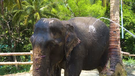 an elephant taking a bath in the elephant sanctuary in phuket, thailand. close-up shot