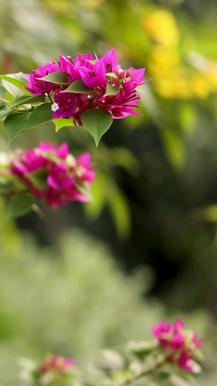 Bunga Bougainvillea bergoyang lembut tertiup angin sepoi-sepoi