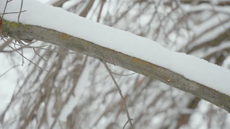 位於愛達荷州博伊斯的分支被幾英寸的雪覆蓋