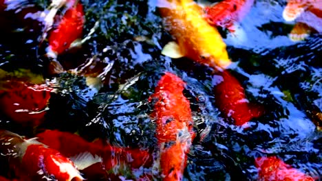 koi fish or colored carp fish swimming around pond. it feeding on water and carp fish eating food on surface of pond.