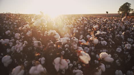 beautiful golden sun shines behind a vast cotton field during sunset