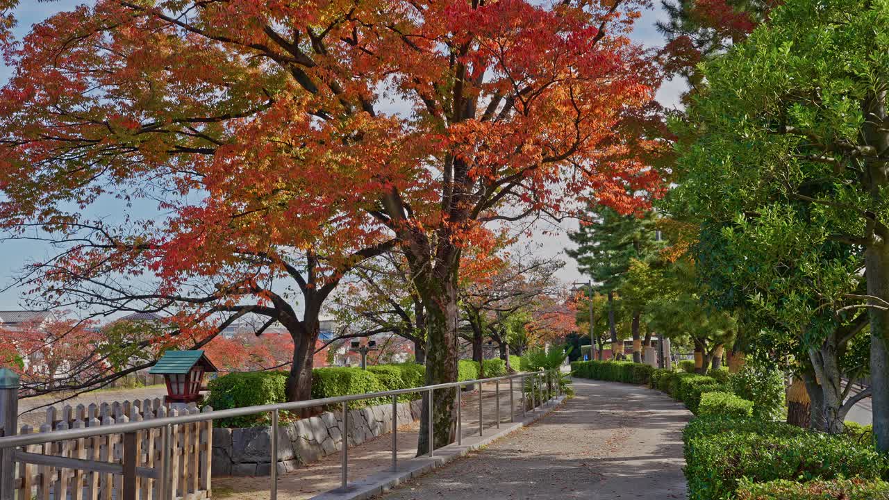 A scenic park walkway bordered by hedges and a railing, with trees displaying brilliant red autumn foliage