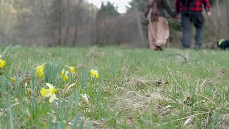 couple walking with a dog among a field of daffodil flowers