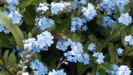 Una-Abeja-Melífera-Recolectando-Néctar-En-Un-Jardín-De-Verano-Con-Flores-Azules-En-Cámara-Lenta