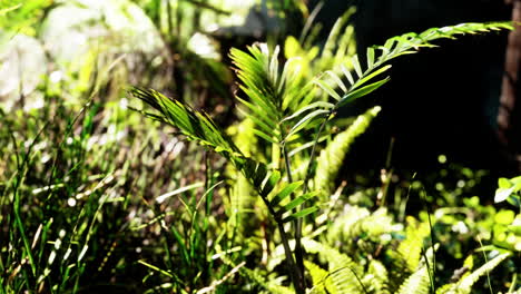 sun shining into tropical forest