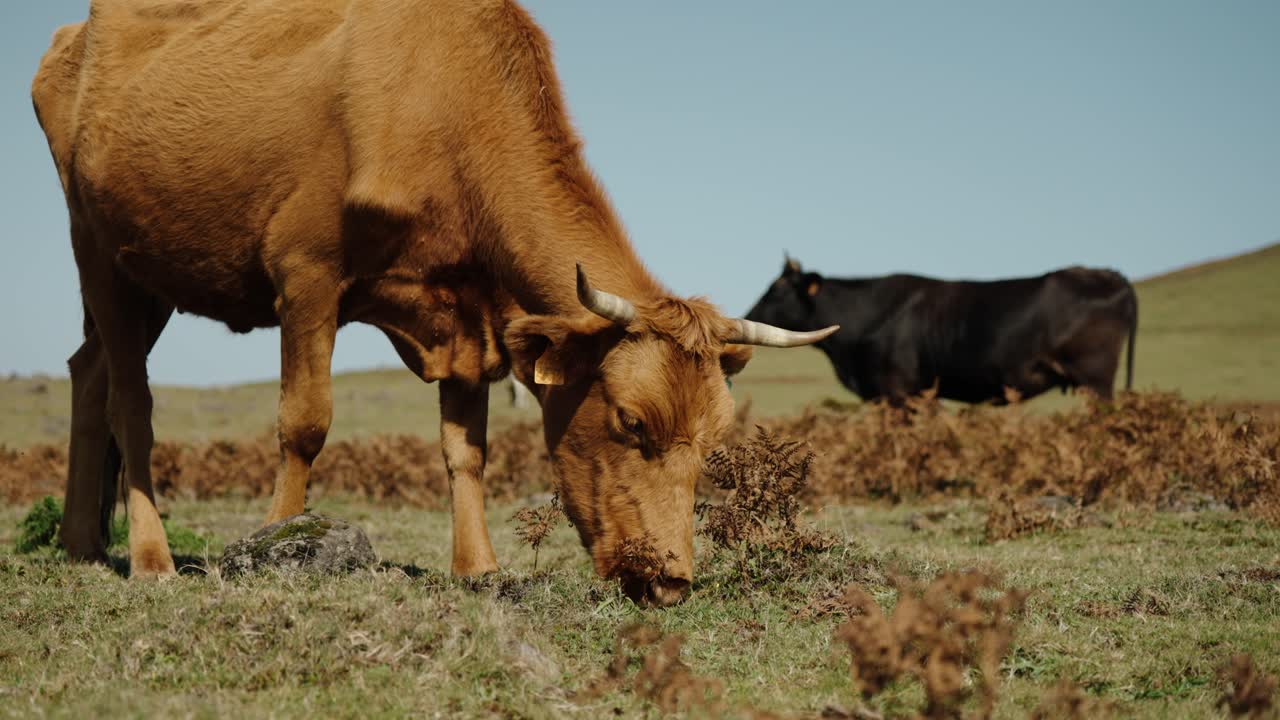 Brown cow grazes peacefully on dry pasture while black cow stands in background in the highlands of Madeira Portugal