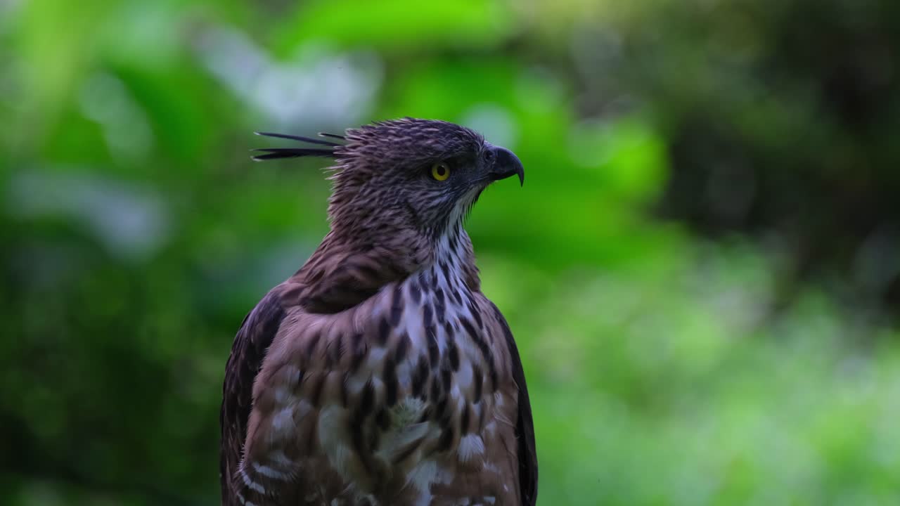 mirando a la derecha mientras su cresta está levantada y luego usa su pico para limpiar sus plumas en su pecho, pinsker's hawk-eagle nisaetus pinskeri, filipinas