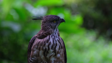 Mirando-A-La-Derecha-Mientras-Su-Cresta-Está-Levantada-Y-Luego-Usa-Su-Pico-Para-Limpiar-Sus-Plumas-En-Su-Pecho,-Pinsker&#39;s-Hawk-eagle-Nisaetus-Pinskeri,-Filipinas