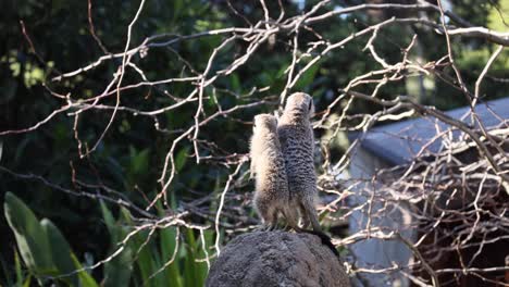 two meerkats standing on a rock