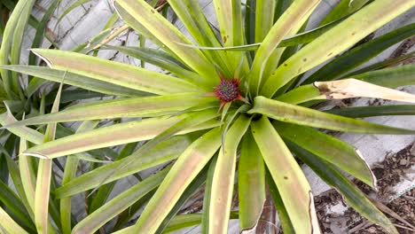 Closeup-of-a-sprouting-Pineapple-in-Sao-Miguel,-Azores