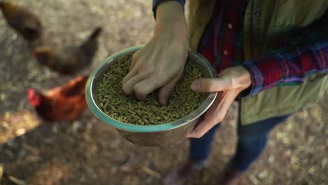 Woman-is-feeding-chickens-at-a-farm,-spreading-seeds-to-the-ground-from-metal-bowl