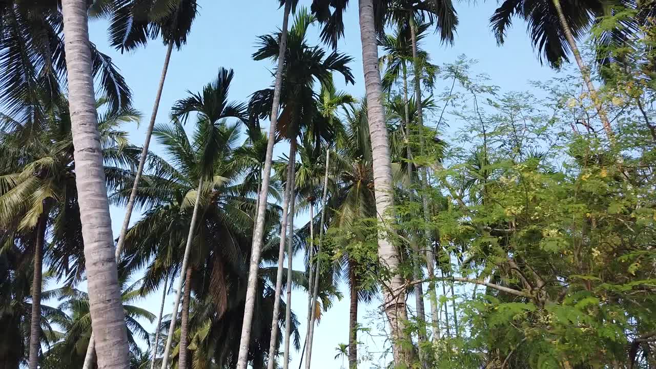 altos cocoteros rectos en una parcela agrícola en las islas andaman con un cielo azul en el fondo y vegetación tropical en primer plano