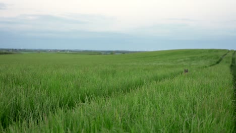 german shepherd in a green field