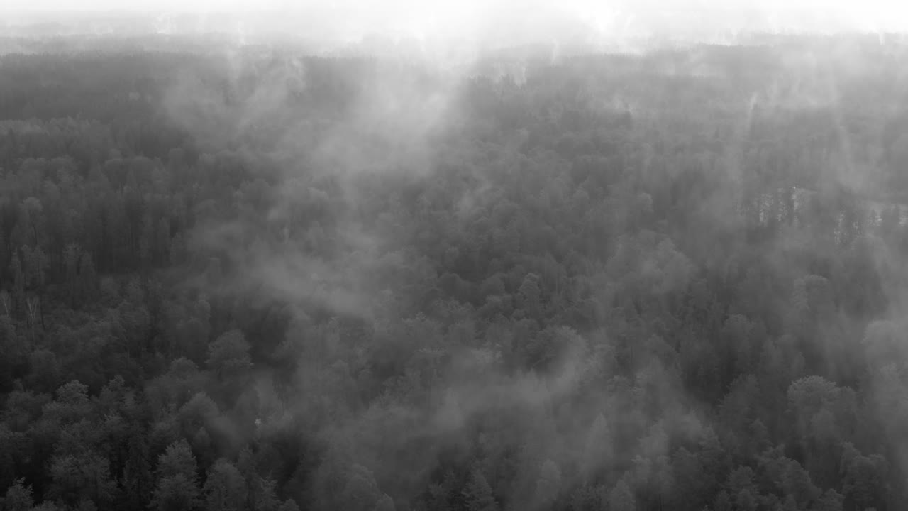드론의 공중처럼 검은색과 흰색으로 숲 위의 신비로운 안개