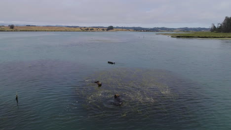 un dron disparó sobre nutrias mientras se limpiaban en el río.