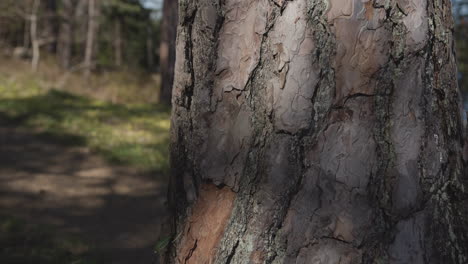 Langsames-Schwenken-Nahaufnahme-Der-Rinde-Einer-Majestätischen-Kiefer-Im-Wald