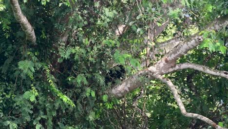 Asian-Black-Bear-Climbing-down-a-Fruiting-Tree,-Ursus-thibetanus,-is-also-called-the-Asiatic-Black-Bear