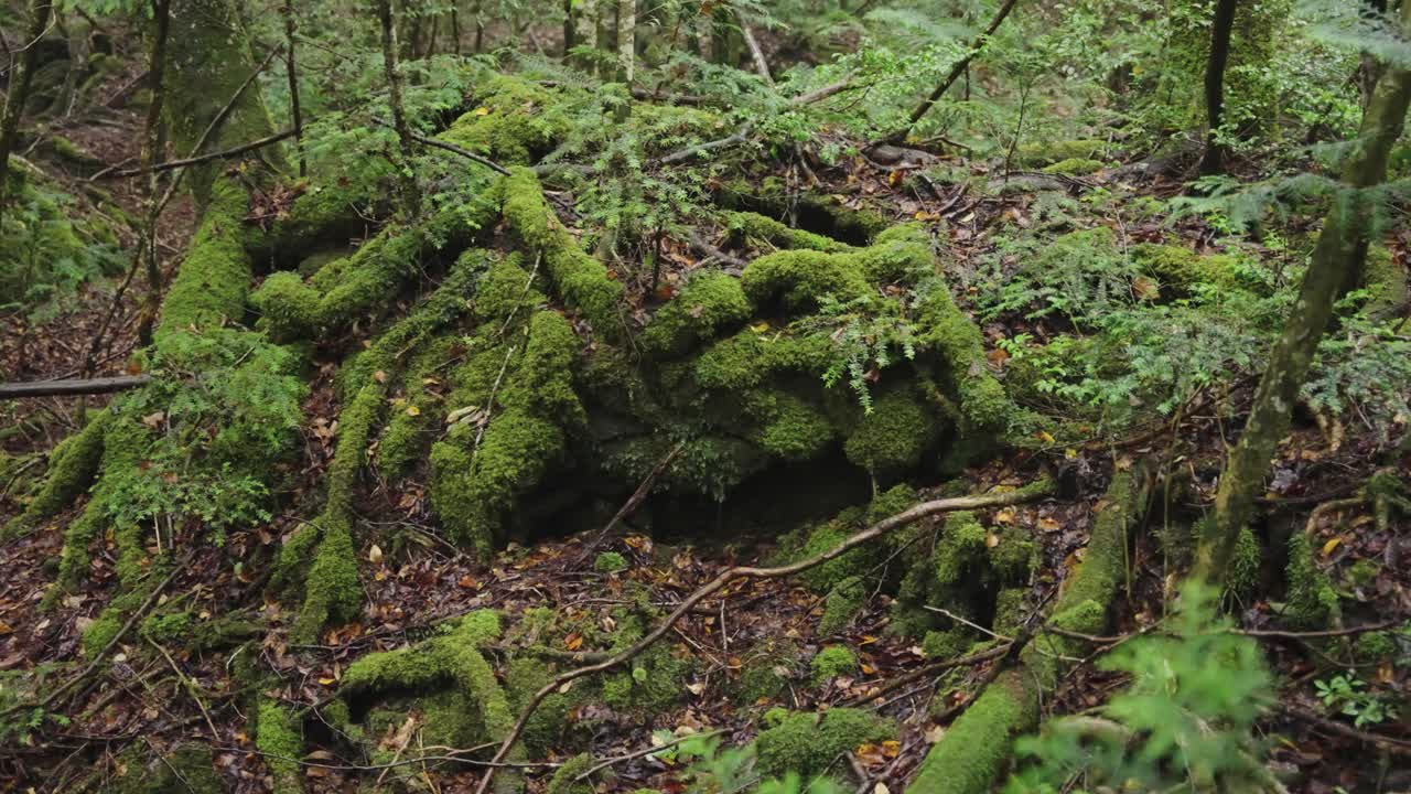 raíces cubiertas de musgo de árboles retorcidos en el bosque de aokigahara, japón
