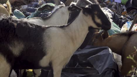 goat eating from plastic rubbish bags steady close shot 4k asia, thailand filmed with sony ax700