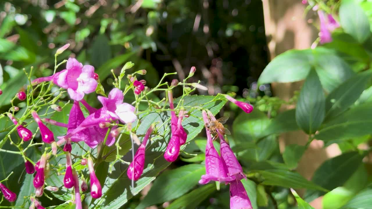 Bee collects nectar from vibrant Strobilanthes cusia blossoms, sunlit foliage, shallow depth of field