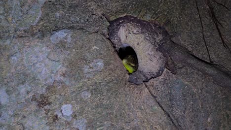 Head-a-almost-out-of-the-burrow-as-it-is-waiting-for-its-prey-in-the-middle-of-the-night,-Olive-Dasia-or-Olive-Tree-Skink-Dasia-olivacea,-Thailand