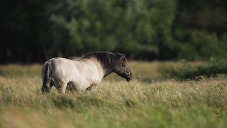Wild-Horse-Standing-A-Lone-in-Forest-Meadow,-Countrywide,-Beige-and-Black,-Center-Frame,-Moody