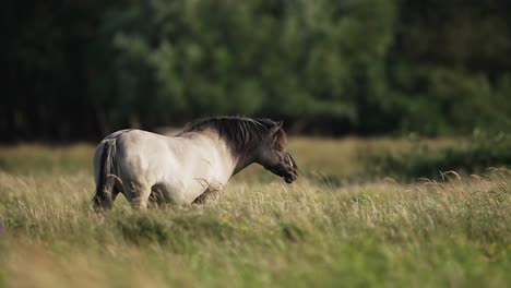 Caballo-Salvaje-Parado-Solitario-En-Una-Pradera-Forestal,-En-Todo-El-País,-Beige-Y-Negro,-Marco-Central,-Temperamental