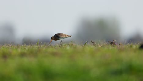 black-tailed godwit in a grassy field