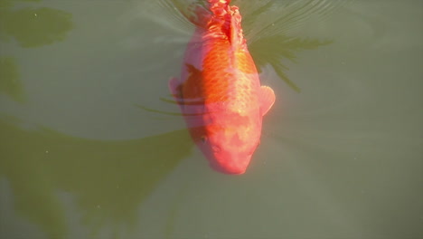 orange koi  swims near surface of pond