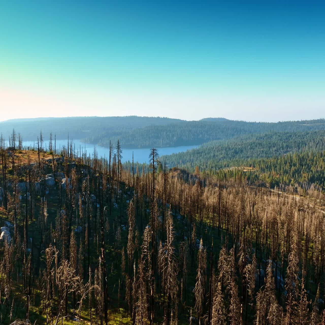 Flying above dry pine trees growing on the top of the mountains. Highway goes through the rocky landscape. View of the lake in the mountains at backdrop. Top perspective