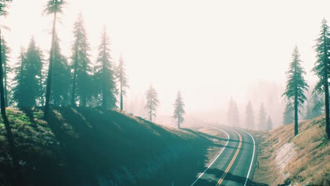 carretera a través del bosque de la taiga rusa desde la vista aérea