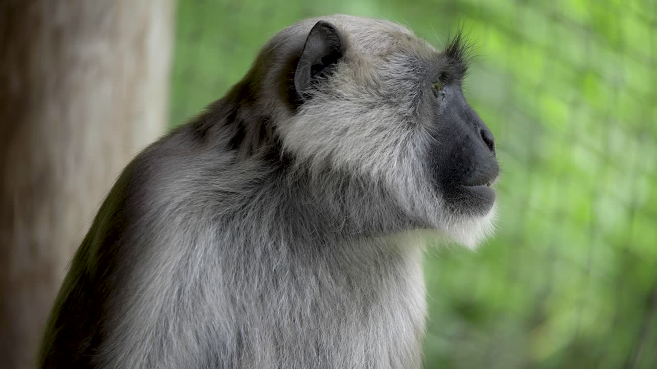 langur gris de las llanuras del norte sentado y mirando a la derecha, semnopithecus entellus