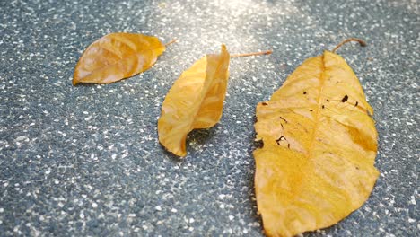 dry brown leaf on wooden background ,