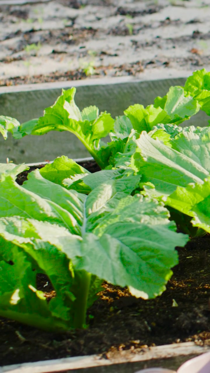 Vertical video: Swaying leafy green cluster rustling in sunlight from mild breeze in raised planter