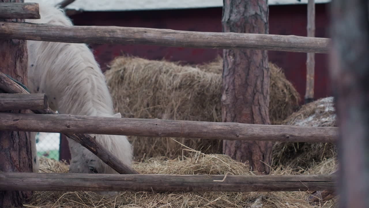 Сцена с лошадью на скотном дворе, безмятежный пони наслаждается зимней копной сена, спокойная лошадь ест на фоне сельского зимнего пейзажа, умиротворенный пони жует сено среди холодной сельской местности с деревенским амбаром