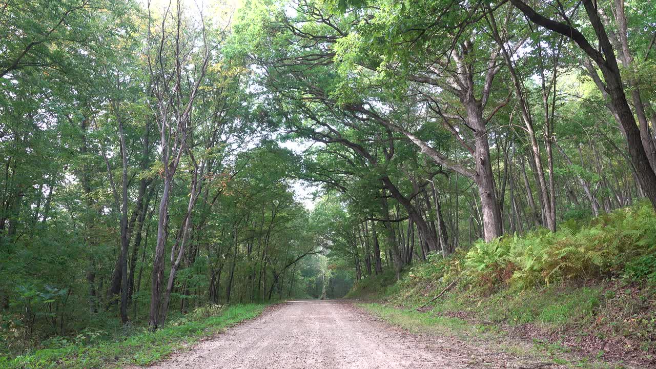 Strada sterrata vuota che attraversa una lussureggiante foresta verde