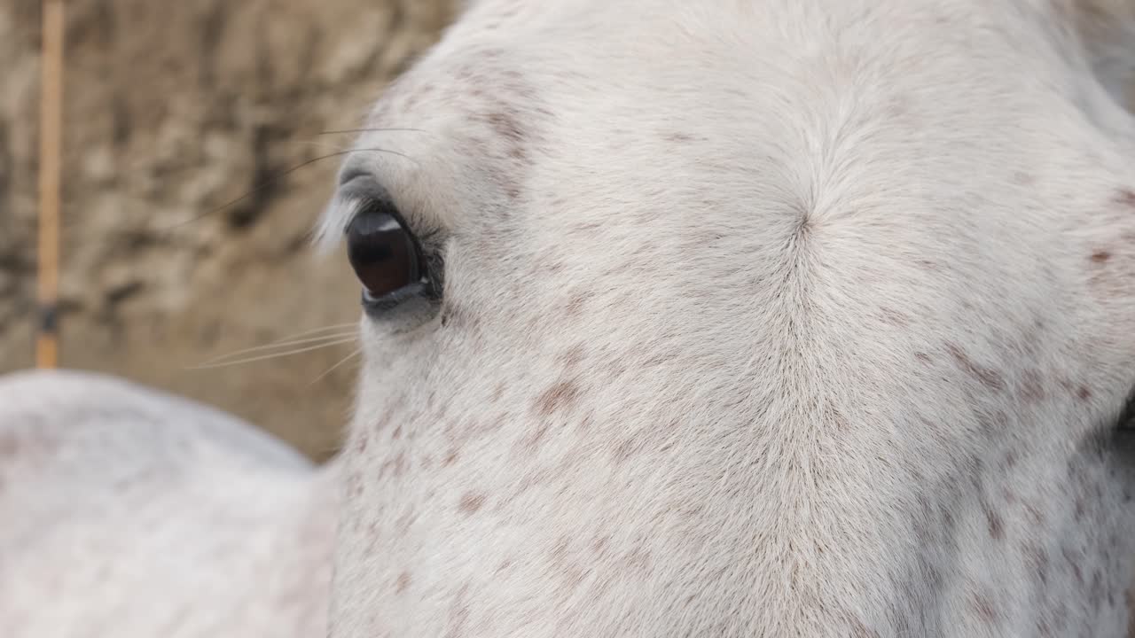 Curious white horse observing its surroundings in a stable
