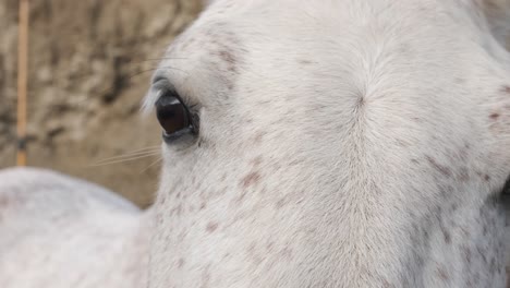 curious white horse observing its surroundings in a stable