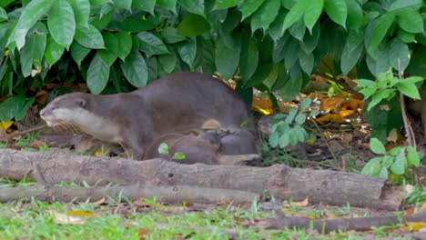 Glatt-Beschichtete-Otterfamilie,-Die-Eine-Gute-Zeit-Hat