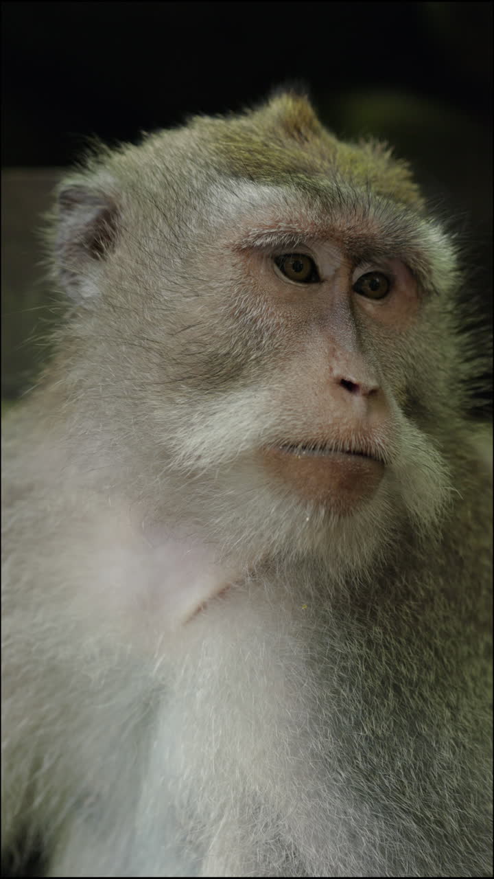 Close-up of a Monkey